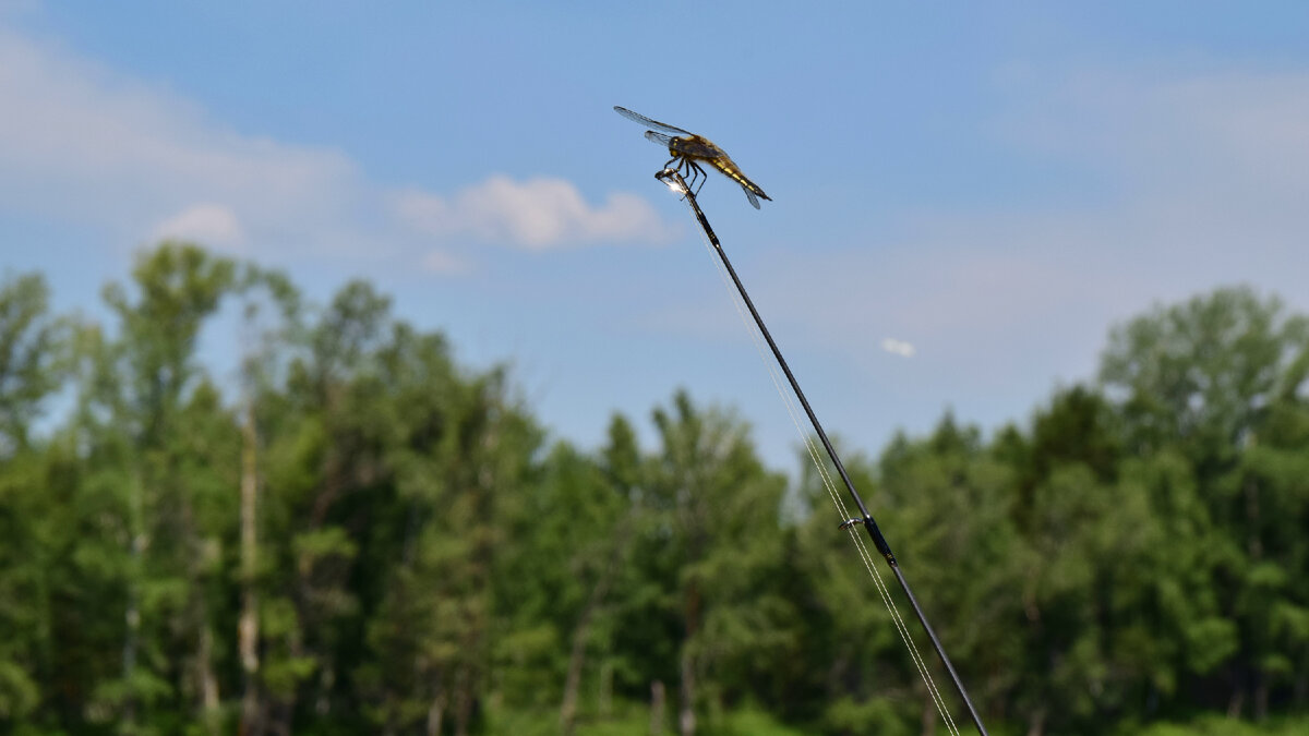 Сыр как привада употребляется в России редко и большей частью в виде примеси к другим веществам. Сыр для привады берется старый, гнилой, но не соленый.
