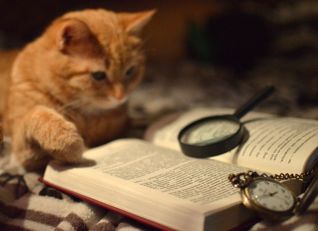 Мудрый кот. Коты. Коты очень умные. Котик в очках. Коты очень умные.