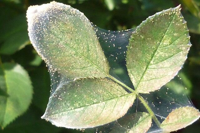 Паутиный клещ. 