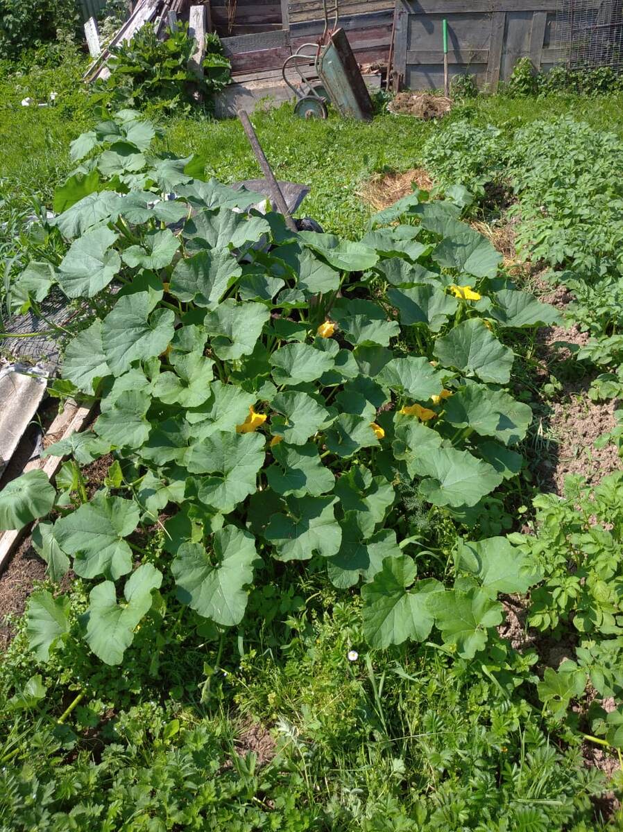 Красавица такая, ждем урожай