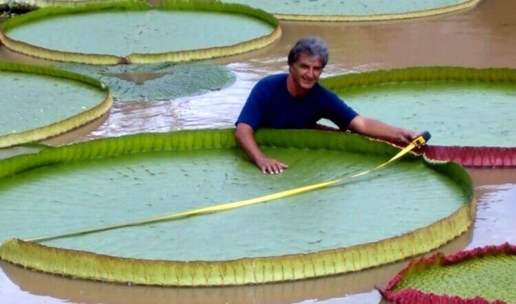 Человек рядом с огромной викторией амазонской 