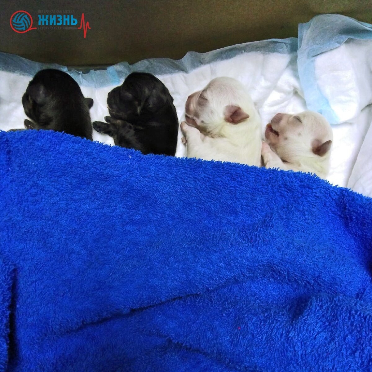 Щенки чихуахуа, которые появились на свет благодаря операции кесарево сечения в ветеринарной клинике в Калуге "Жизнь"