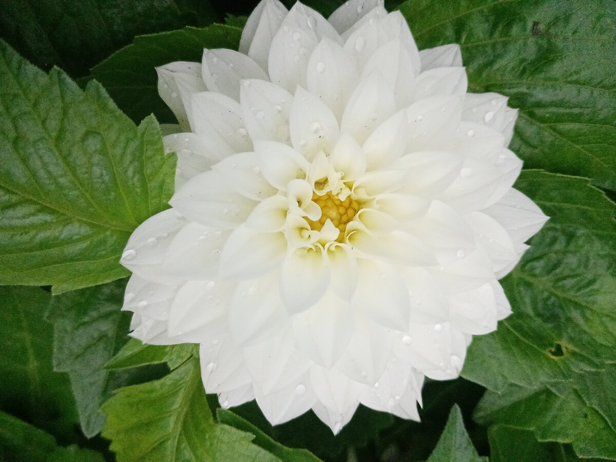 Белоснежный махровый георгин сорта "весёлые ребята" 