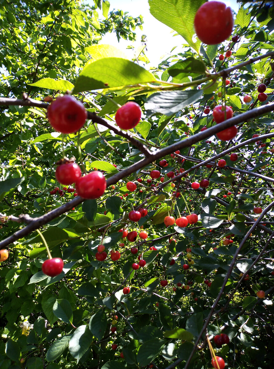 Фото автора. 