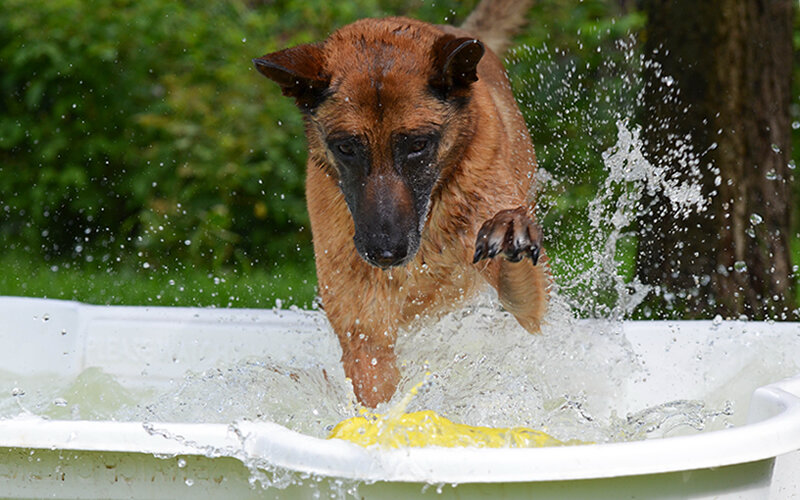Корыто, ванна, просто большое ведро- по большому счету подойдет все, что угодно. Фото Katrin B./Pixabay