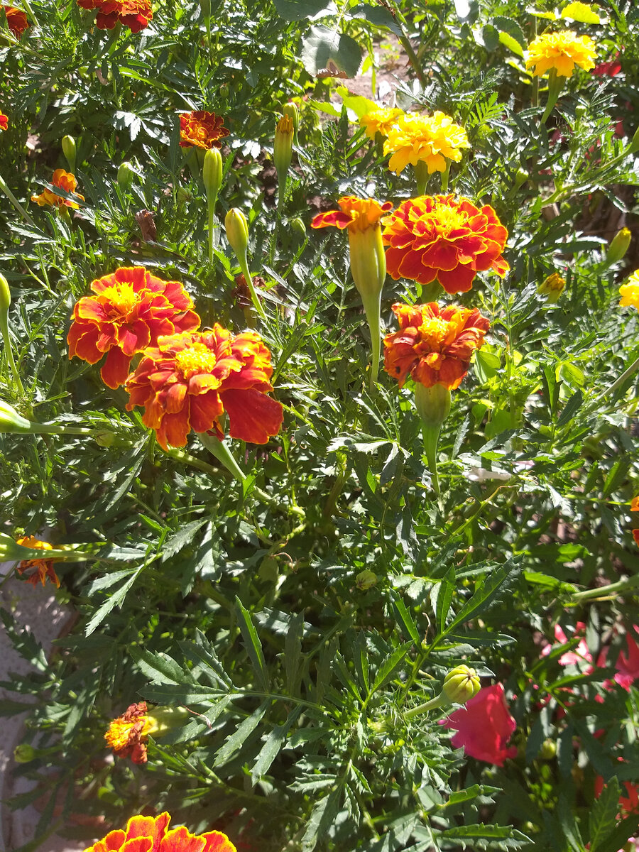 Бархатцы. Фото автора.