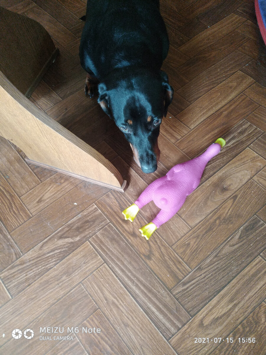 Таксе утку подарили и поздравить не забыли....