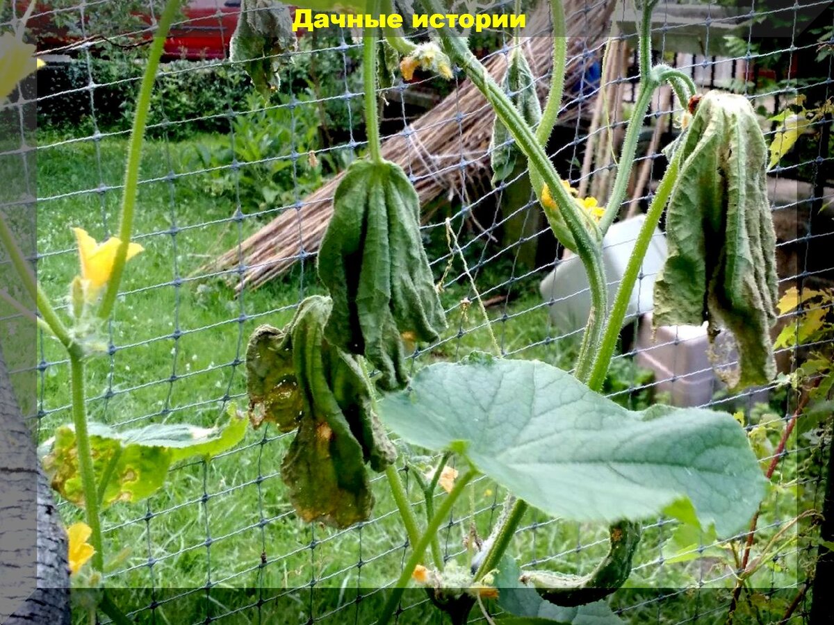 https://vk.com/photo-159774511_457248375. Фузариозное увядание огурца