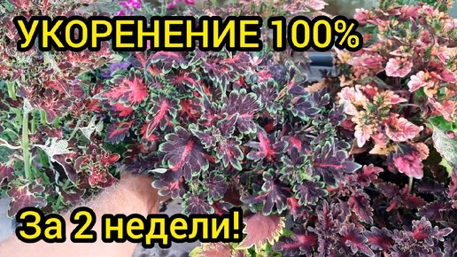 Размножение колеусов черенками - БЫСТРО и ПРОСТО!