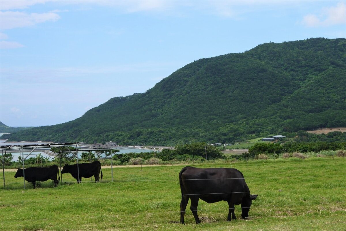 На острове Ishigaki