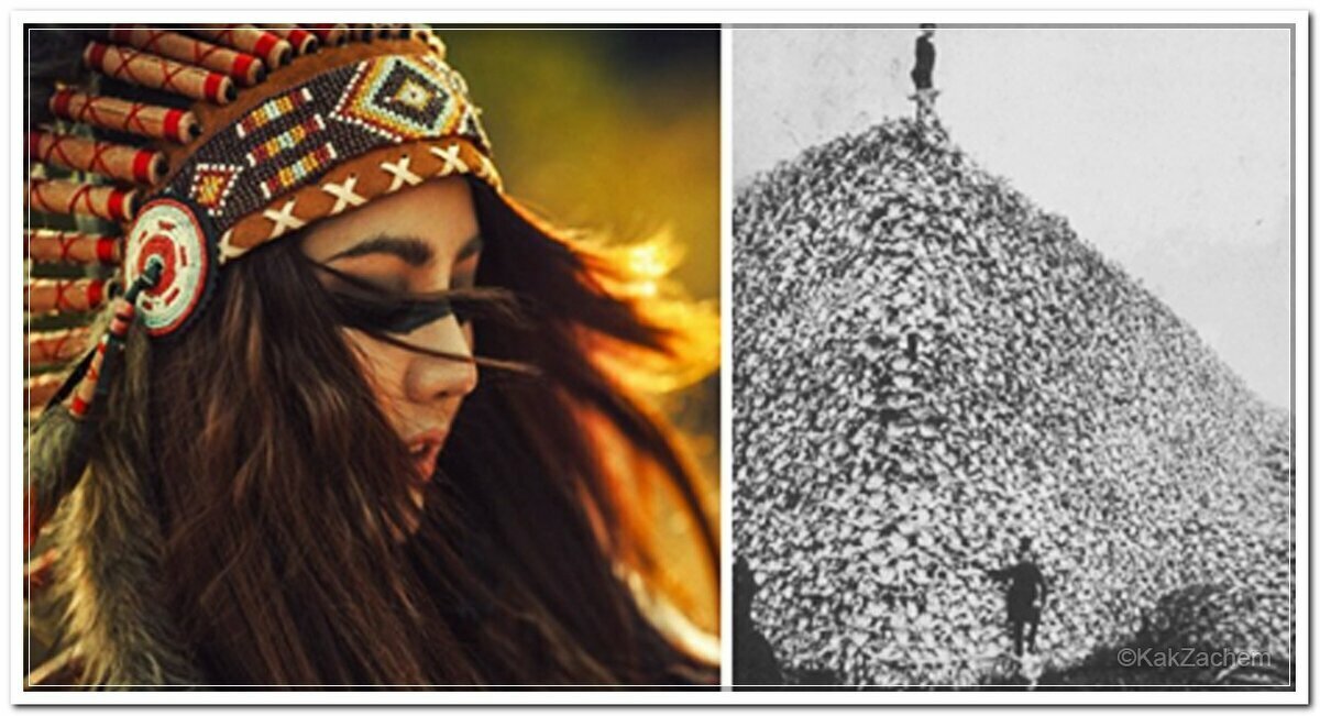 Судьба индейцев. Истребление американских индейцев. Судьба индейцев. Колонизация индейцев северной америки. Америнды раса.