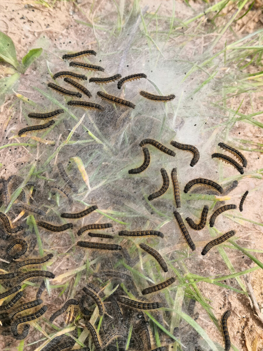 Я в шоке от стольких гусениц