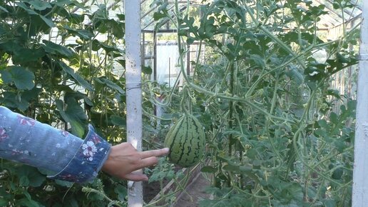 Чем подкормить арбузы и дыни