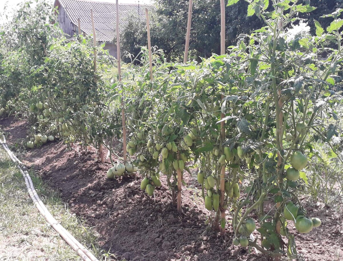 Фото автора от 16.07.2021.