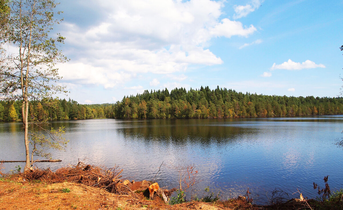 Лесное озеро (все фото в заметке - автора)