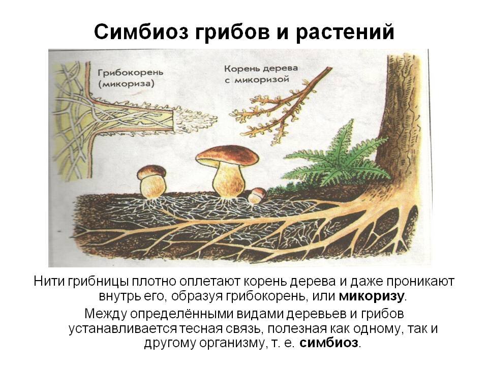 Корни грибов как называется. Шляпочные грибы микориза. Симбиоз грибницы с корнем дерева. Симбиоз гриба и растения. Биология симбиоз грибов.
