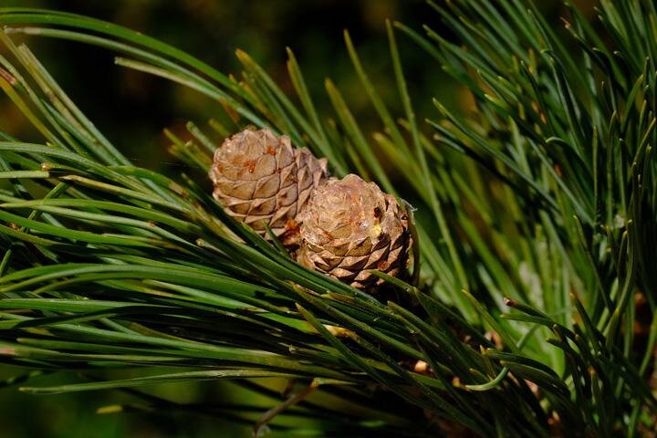 Фото: pixabay.com 