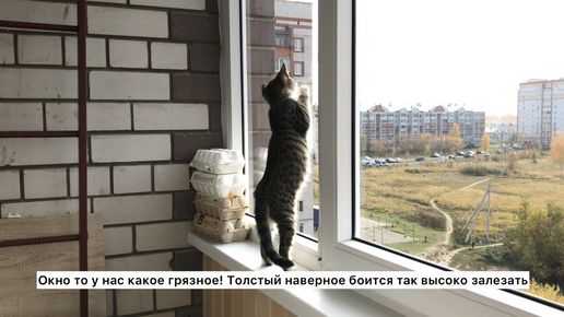 Хозяйственный котёнок против ленивого кота