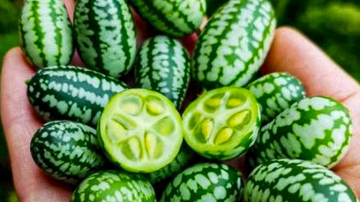 Мелотрия шершавая