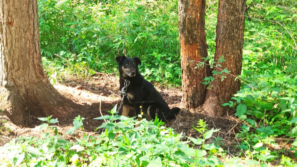 Она побаивается людей, но вместе с тем очень хочет человеческой любви и ласки.