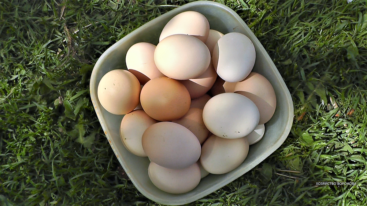 Cuanto cuesta criar una gallina ponedora