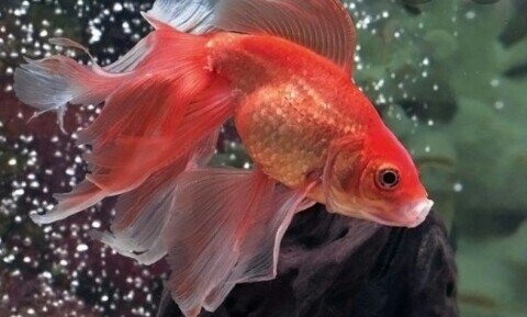 рыбка вуалехвост 