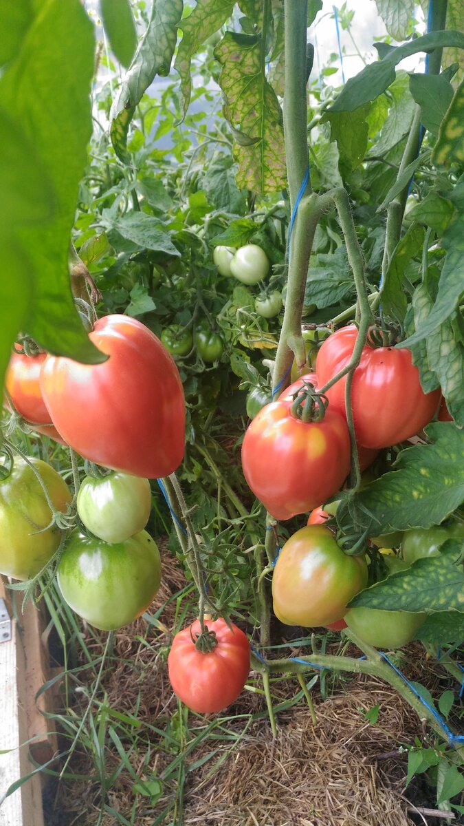 Помидоры 2019 г. Мазарини