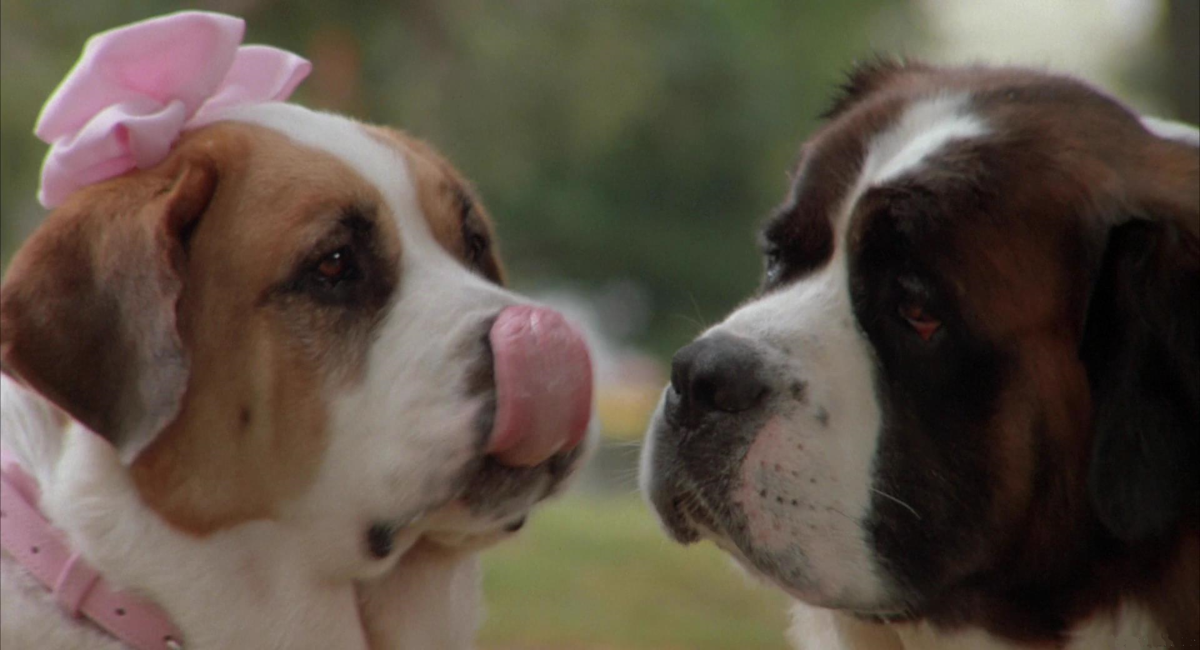 Beethoven 2. Бетховен 2 1993. Бетховен dvd. Бетховен 2 1993. Бетховен 2 актеры.