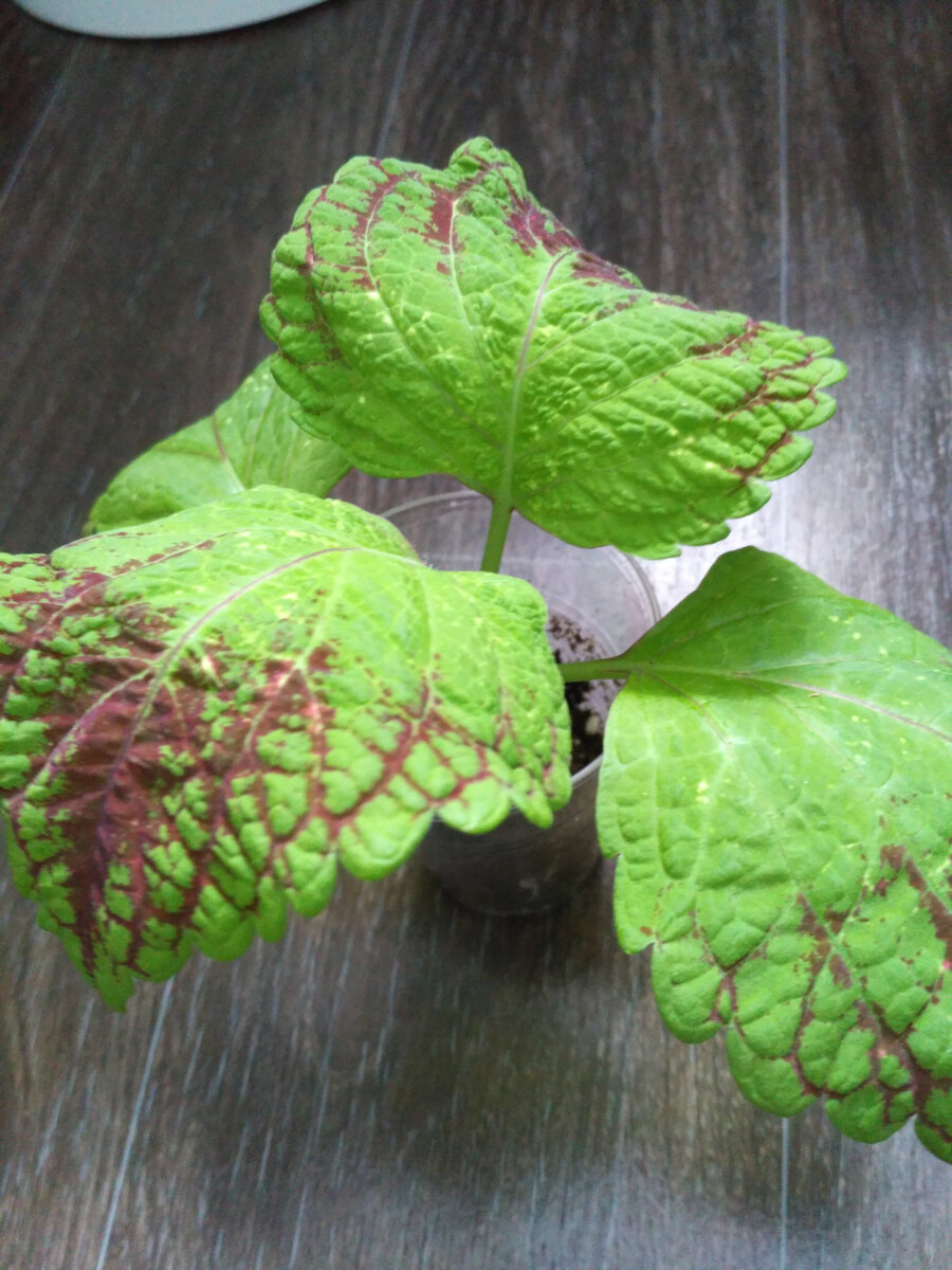 подрастает...черенок