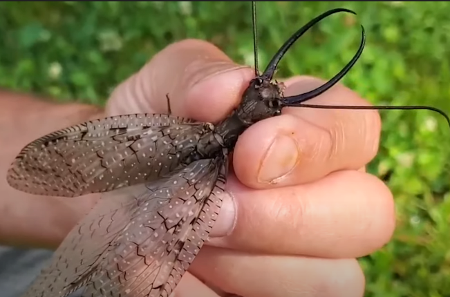 Муха Добсона