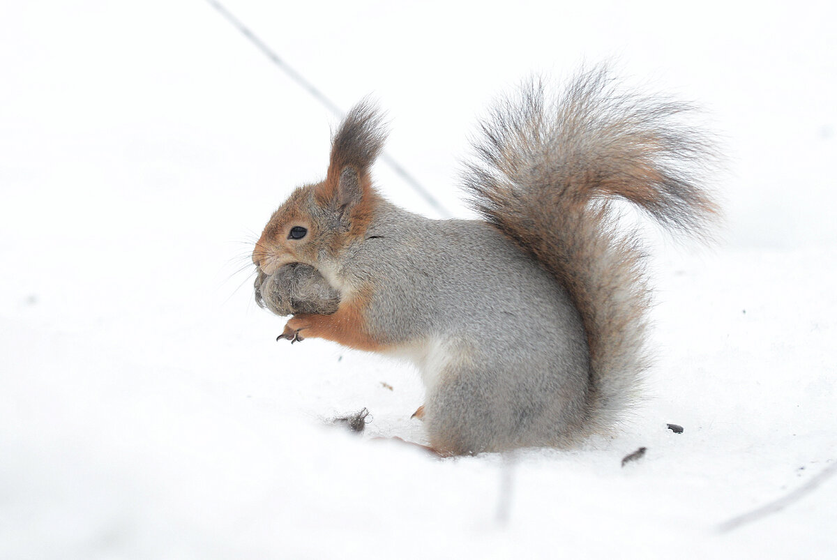 Шерстяной комок держит во рту и лапками добавляет все новые и новые кусочки шерсти