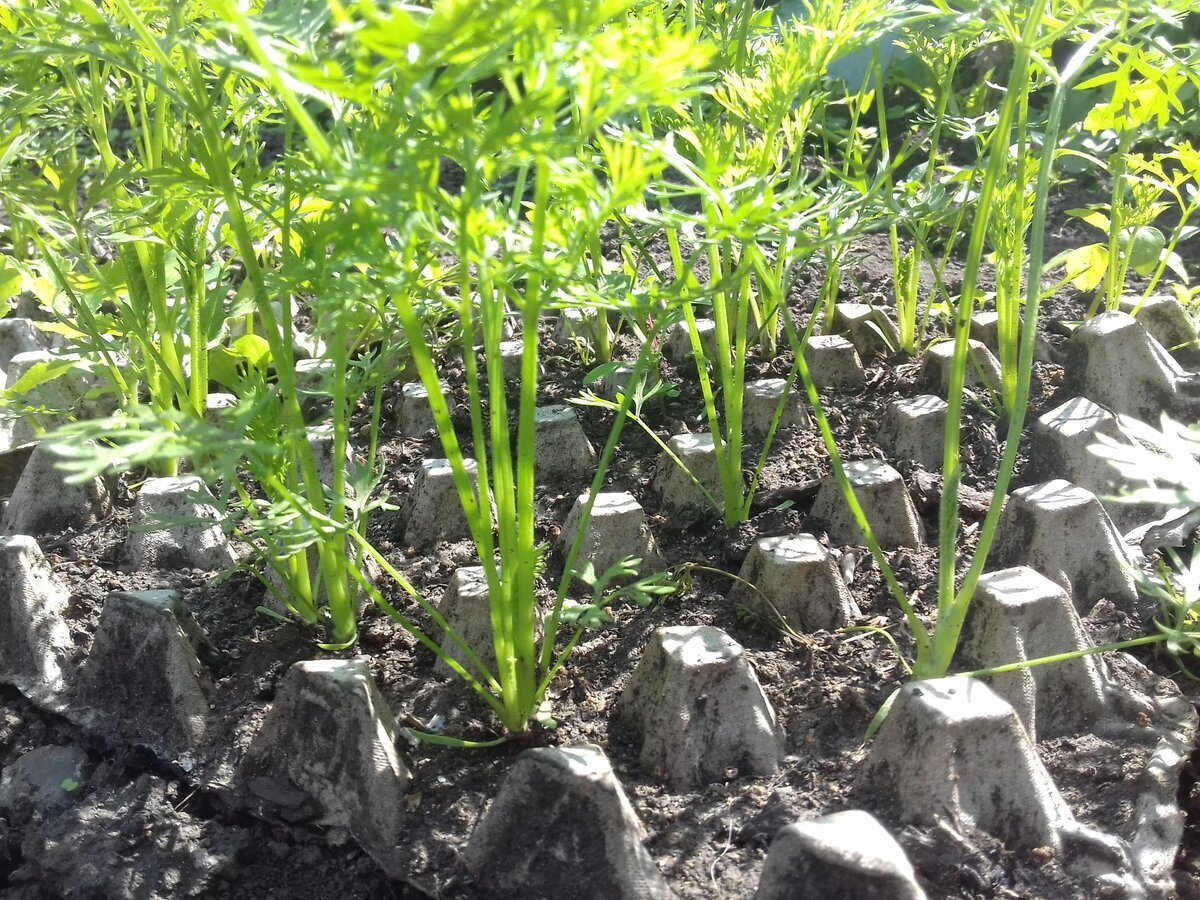 Несколько способов посадки и замачивания семян моркови | 🍎🌿Дачная  пчелка🐝 | Дзен