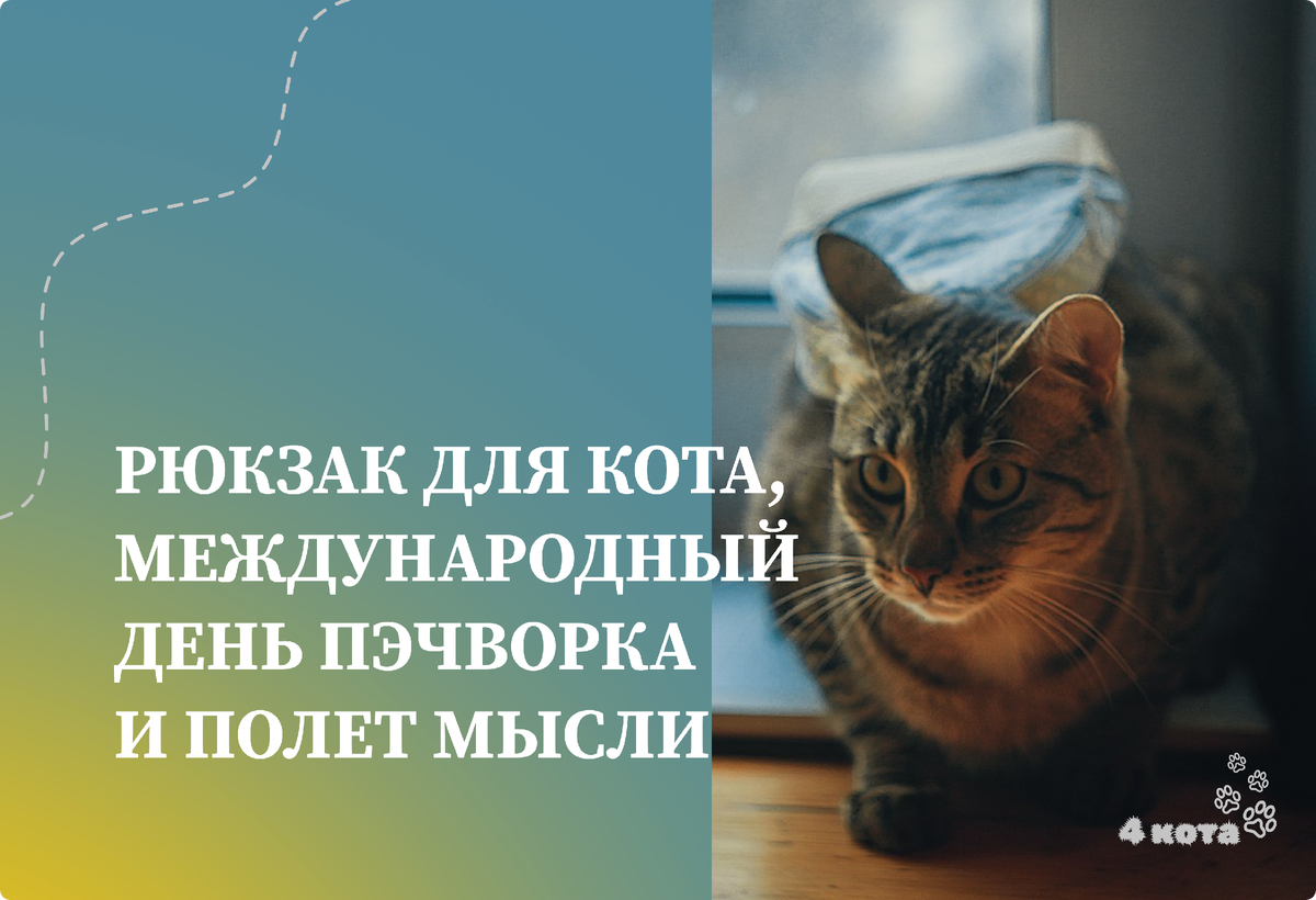 Самая нужная вещь в мире - рюкзачок для питерского кота