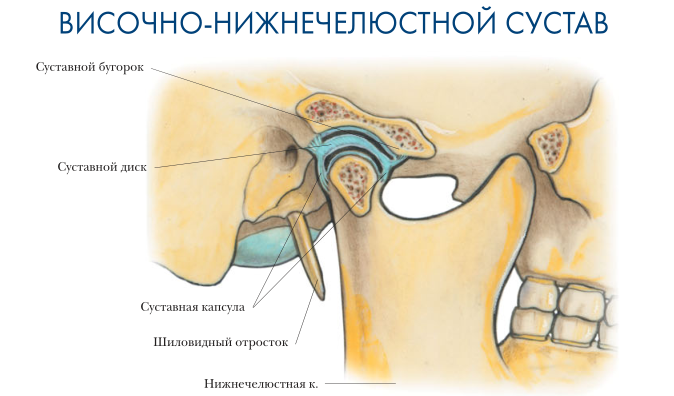 Височно нижнечелюстной сустав. Суставной бугорок ВНЧС. Анатомия сустава ВНЧС. Анатомия суставной капсулы ВНЧС. Височно-нижнечелюстной сустав анатомия.