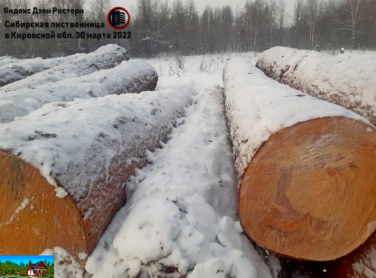 сибирская лиственница. источник фото: zen.yandex.ru/rostern