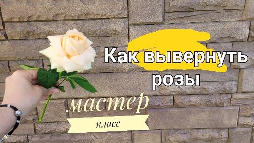 Реанимировать розы после зимы. Как воскресить розы. Вывернутые розы тюмень. Как воскресить розы. Реанимация роз.