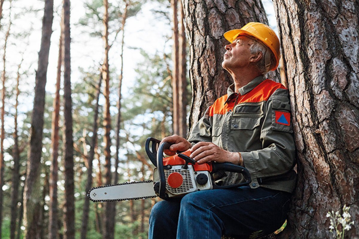    Житель Башкирии обвиняется в незаконной рубке леса на 2,8 млн рублей