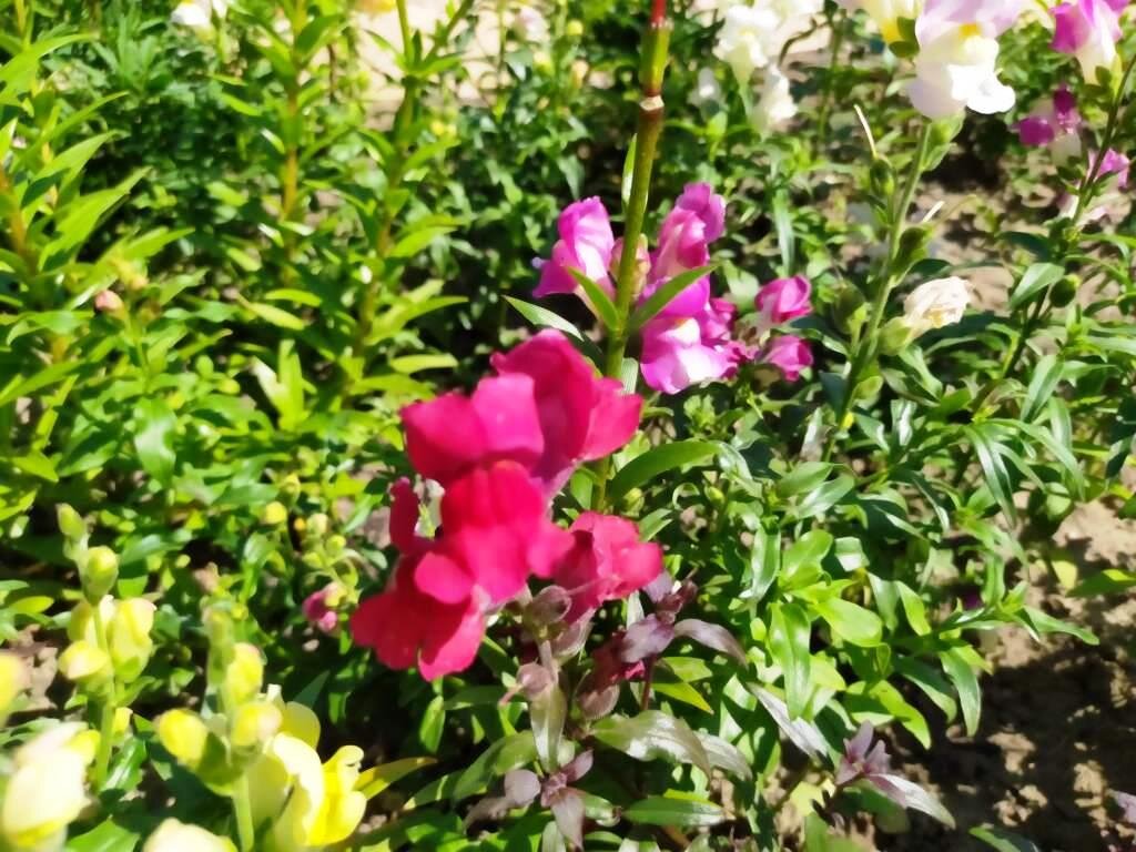 Antirrhinum Snaptastic Pink