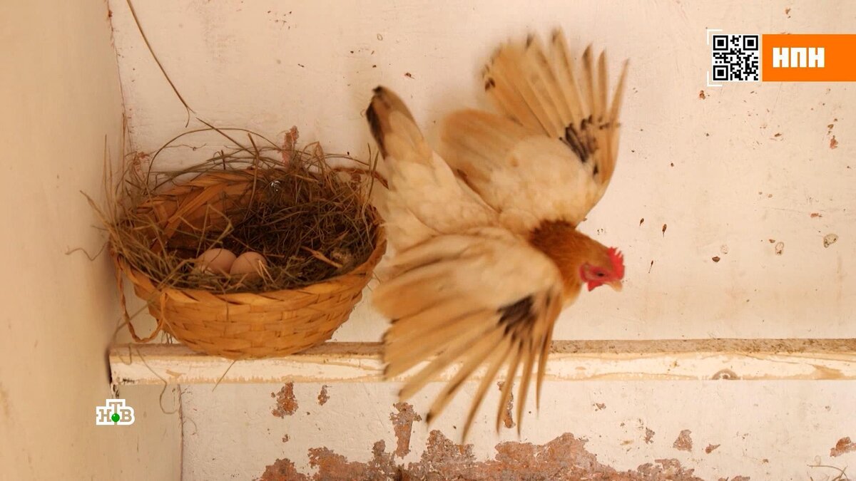    Яйца: какие покупать выгоднее, и есть ли сальмонелла на российских фабриках