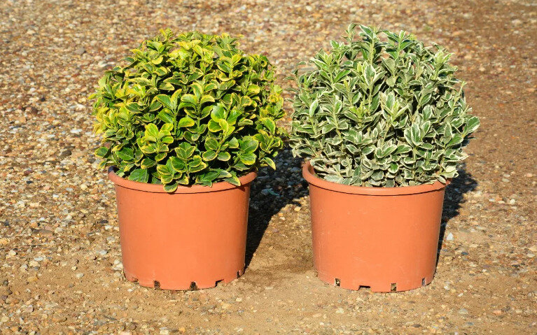 Бересклет. Фото используется с сайта cobanoglucicekcilik.com