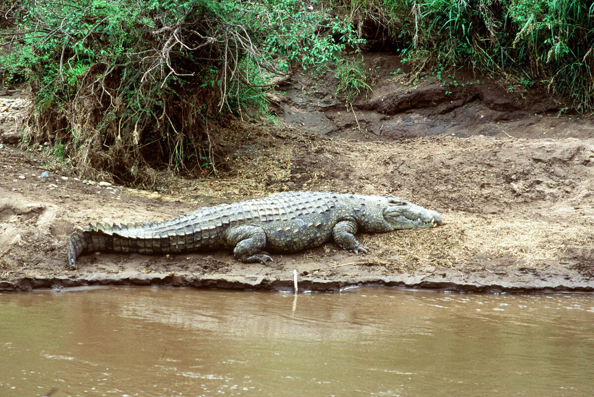 Яндекс картинки