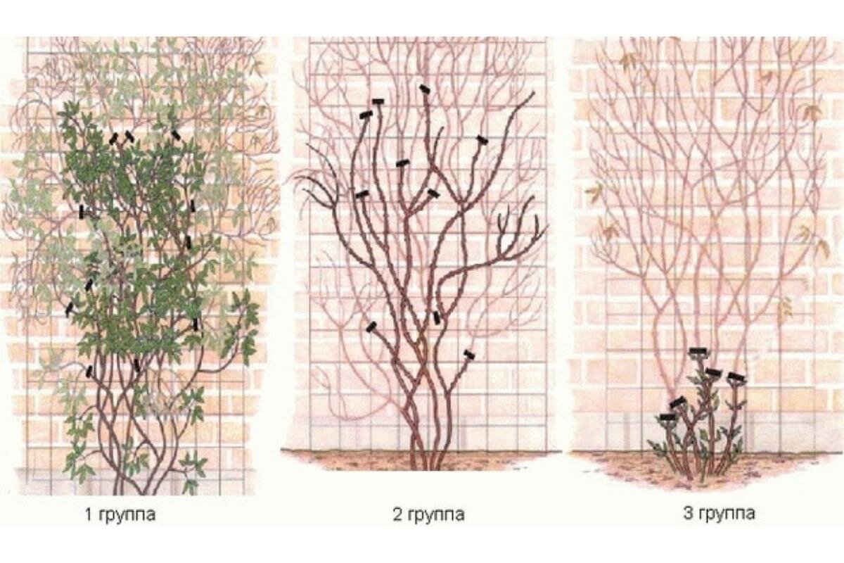 Схема обрезки клематиса