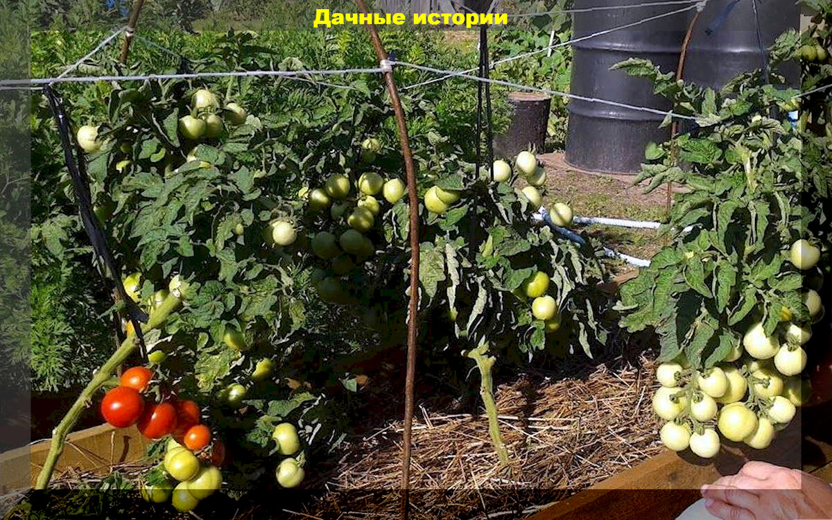 https://vk.com/photo-159774511_457257151. Сорт "Старосельский"