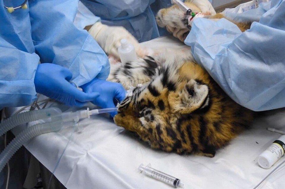     Врачи борются за жизнь девочки-тигрицы Фото: Центр "Амурский тигр"