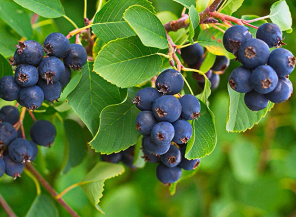 Ирга круглолистная (Amelanchier ovalis)