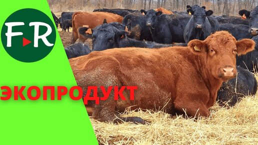 Мясной скот абердин-ангусской породы. Зимнее содержание в загонах. Ферма Экопродукт