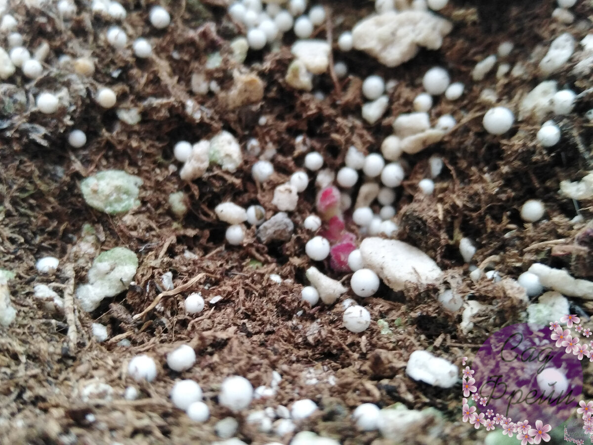 Фиолетовые ростки: так просыпается глоксиния. Фото 2021 года