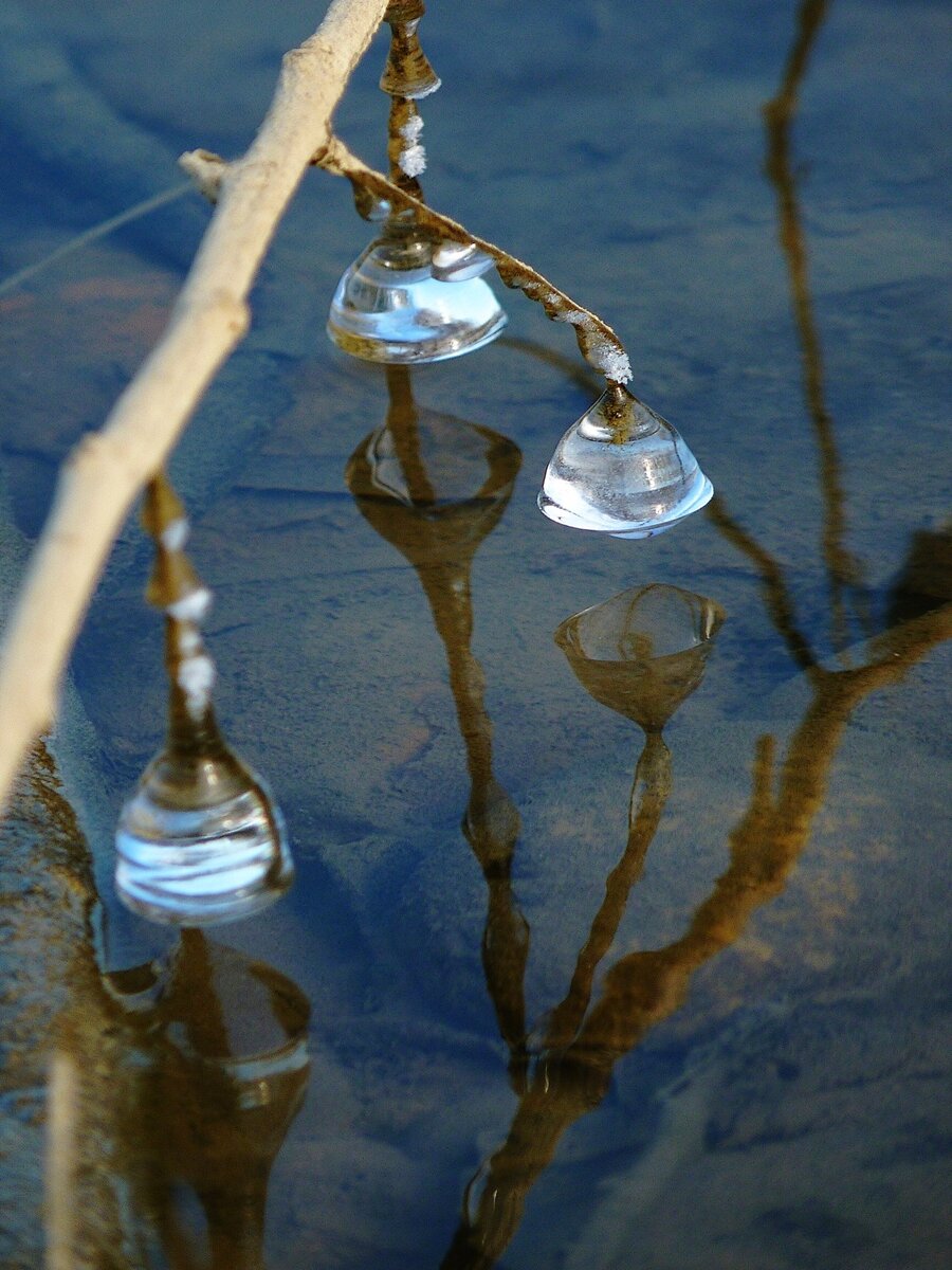 Вода ветки. Ветка в воде. Ветка над водой. Отражение веток в воде. Веточки в воде.