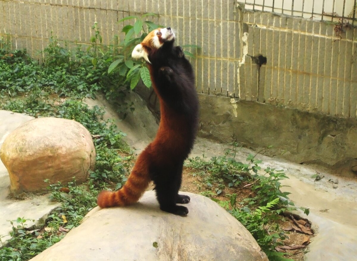 Это очаровательное животное - среднее между лисой и щенком.