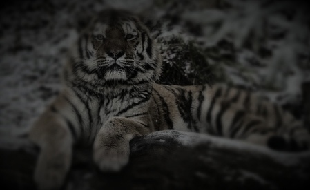 фото из общего доступа